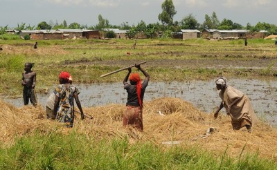 Burundi_agriculture